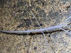 Parabacillus hesperus