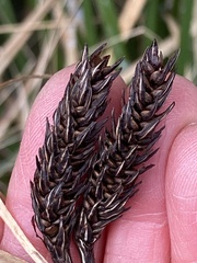 Carex lyngbyei