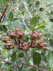 Ceanothus megacarpus