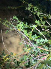 Parabacillus hesperus