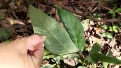 Ficus erecta beecheyana
