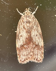 Oligoloba severa