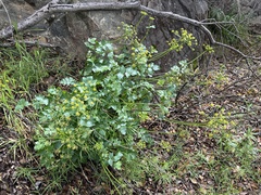 Tauschia arguta