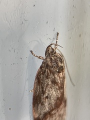 Oligoloba severa