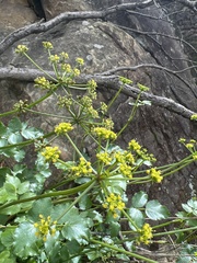 Tauschia arguta