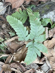 Tectaria fuscipes