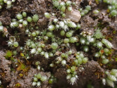 Bryum argenteum