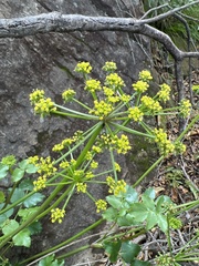 Tauschia arguta