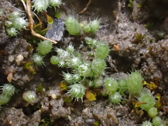 Bryum argenteum