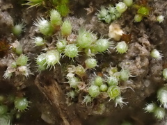 Bryum argenteum