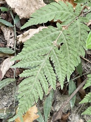 Tectaria devexa