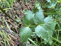Tauschia arguta