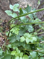 Tauschia arguta