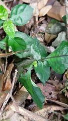 Codonacanthus pauciflorus