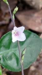 Codonacanthus pauciflorus