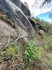 Tauschia arguta