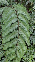 Alsophila spinulosa