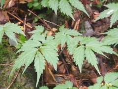 Elatostema involucratum