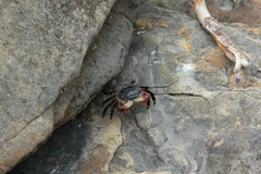 Pachygrapsus crassipes