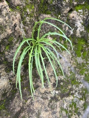 Malacothrix saxatilis