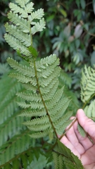 Alsophila spinulosa
