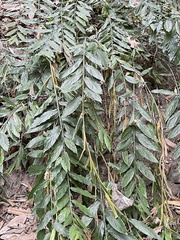 Sapindus mukorossi