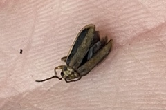 Xanthogaleruca luteola