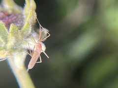 Culiseta inornata