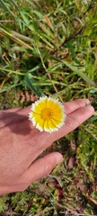 Layia platyglossa