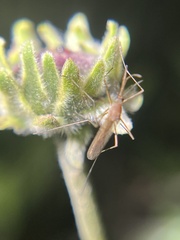 Culiseta inornata