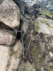 Malacothrix saxatilis