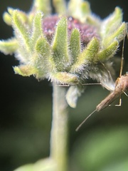 Culiseta inornata
