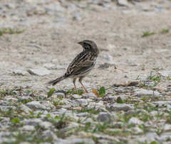 Passerculus sandwichensis