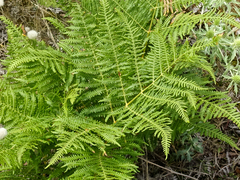 Pteridium aquilinum