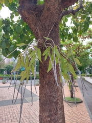 Dendrobium moniliforme
