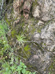 Malacothrix saxatilis