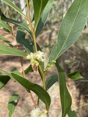 Acacia penninervis
