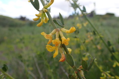 Acmispon glaber glaber