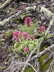 Pedicularis densiflora