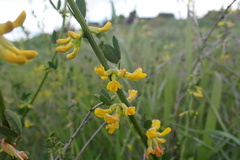 Acmispon glaber glaber