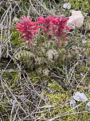 Pedicularis densiflora