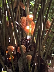 Zingiber spectabile