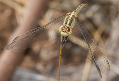 Diplacodes bipunctata