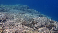 Fistularia commersonii