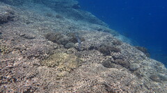 Fistularia commersonii