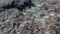 Chaetodon ulietensis