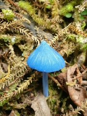 Entoloma hochstetteri