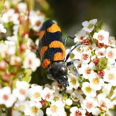 Castiarina thomsoni