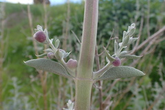 Rhopalomyia audibertiae