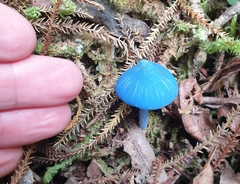 Entoloma hochstetteri